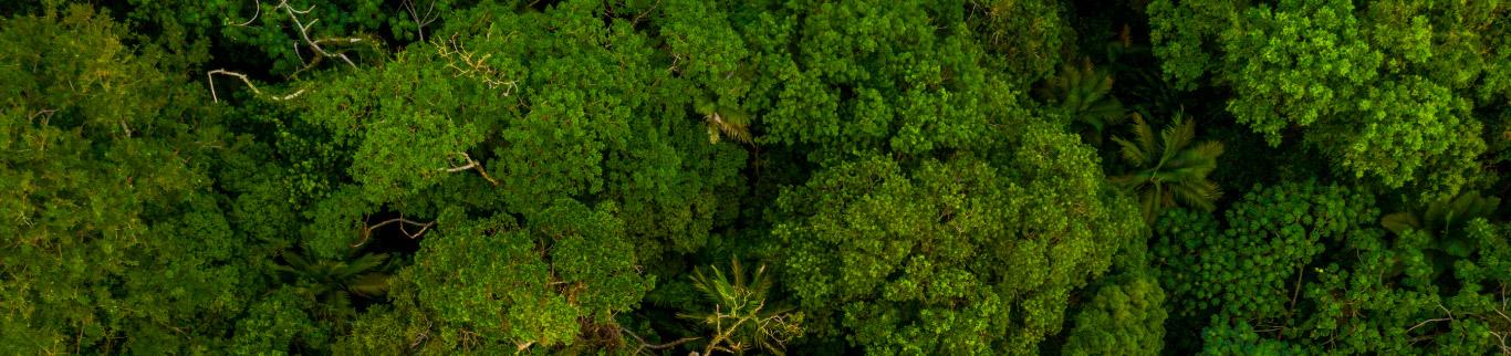 goals-forest