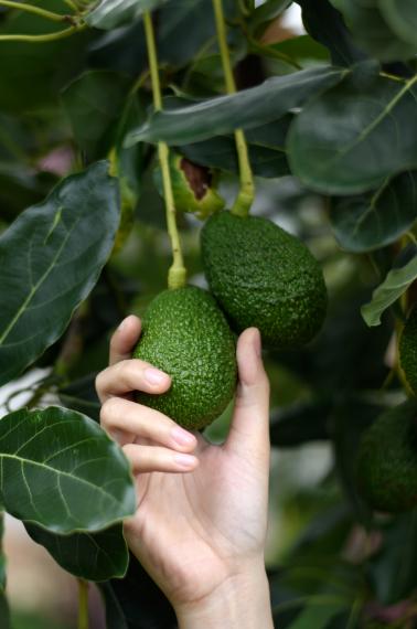 mango