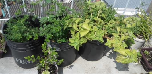 Urban Gardening-0