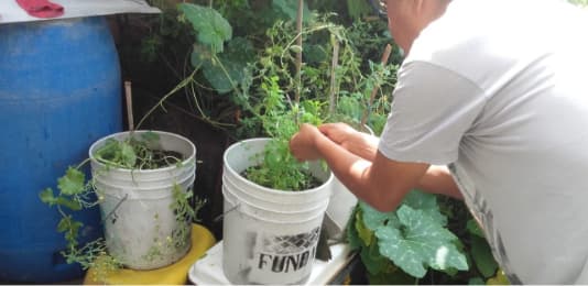Urban Gardening-1