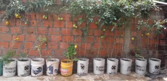 Urban Gardening-2