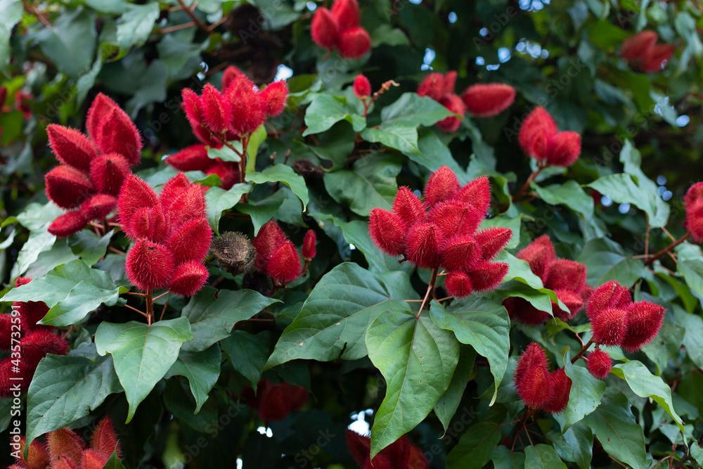 Achiote1