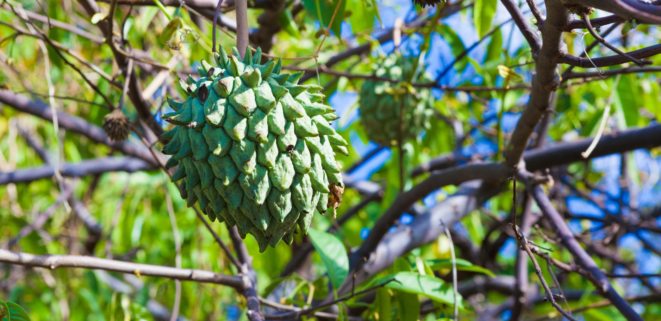 Biriba-tree-1.jpg