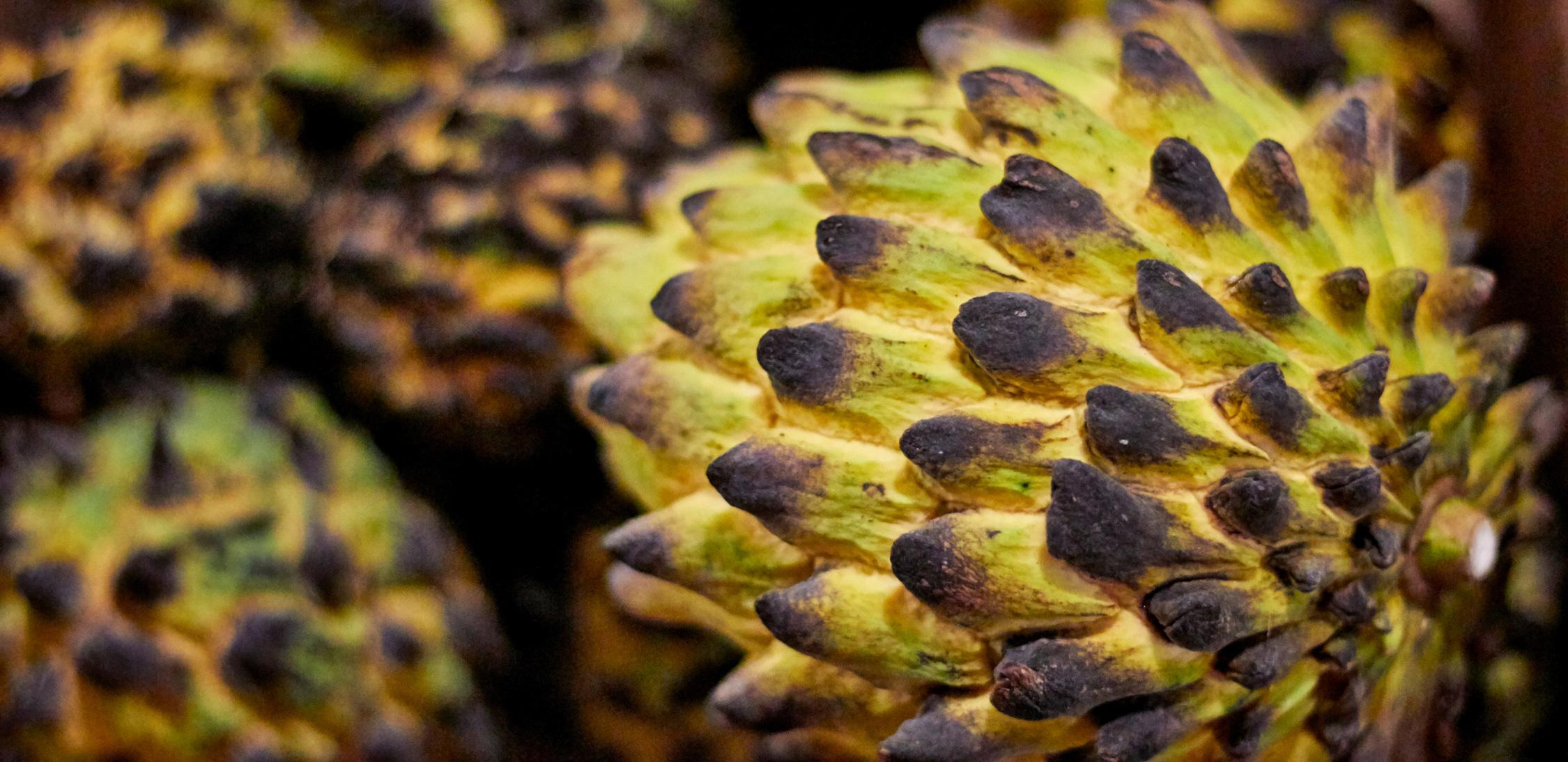 Biriba-tree-1.jpg
