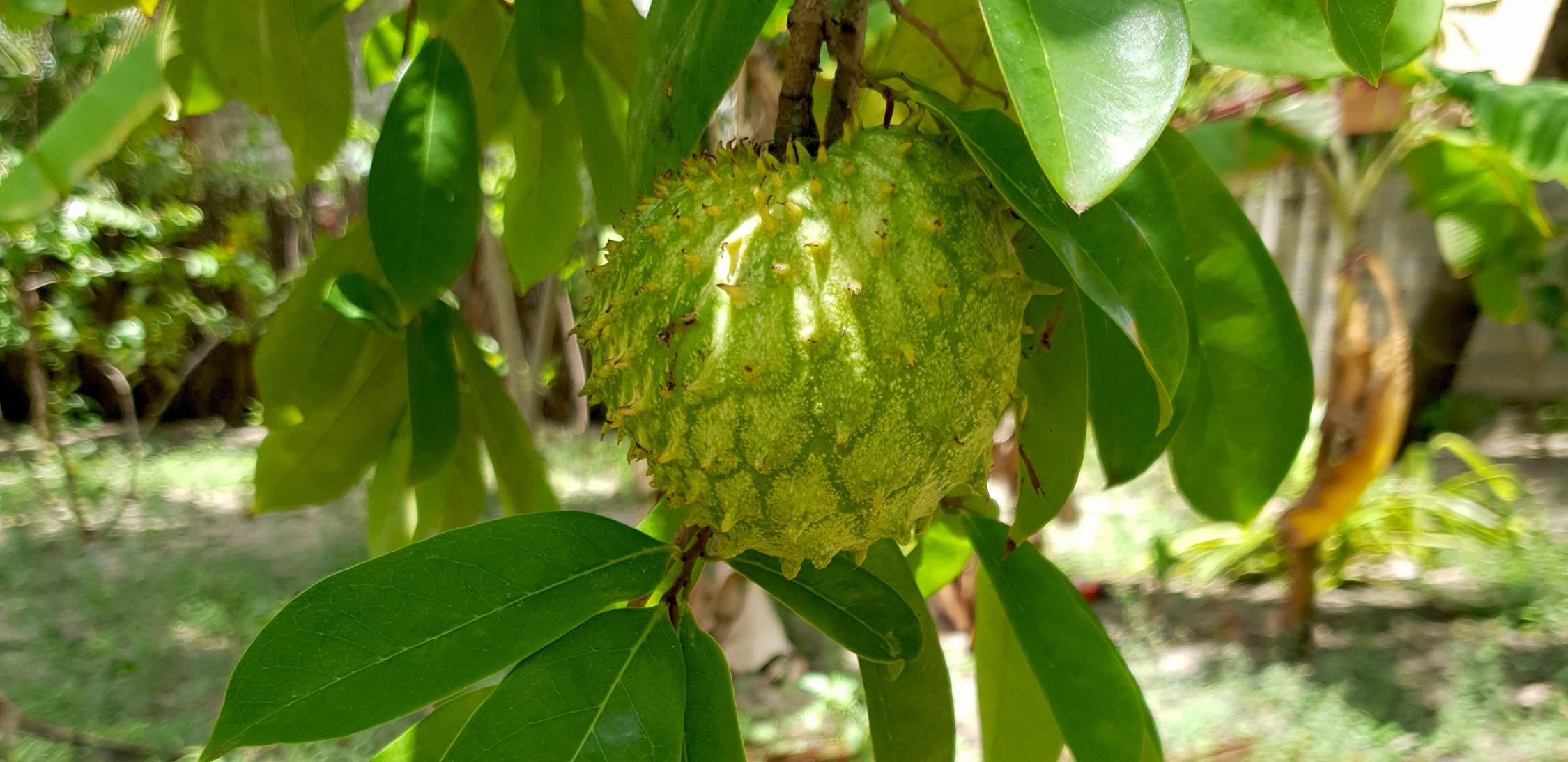 Biriba-tree-1.jpg