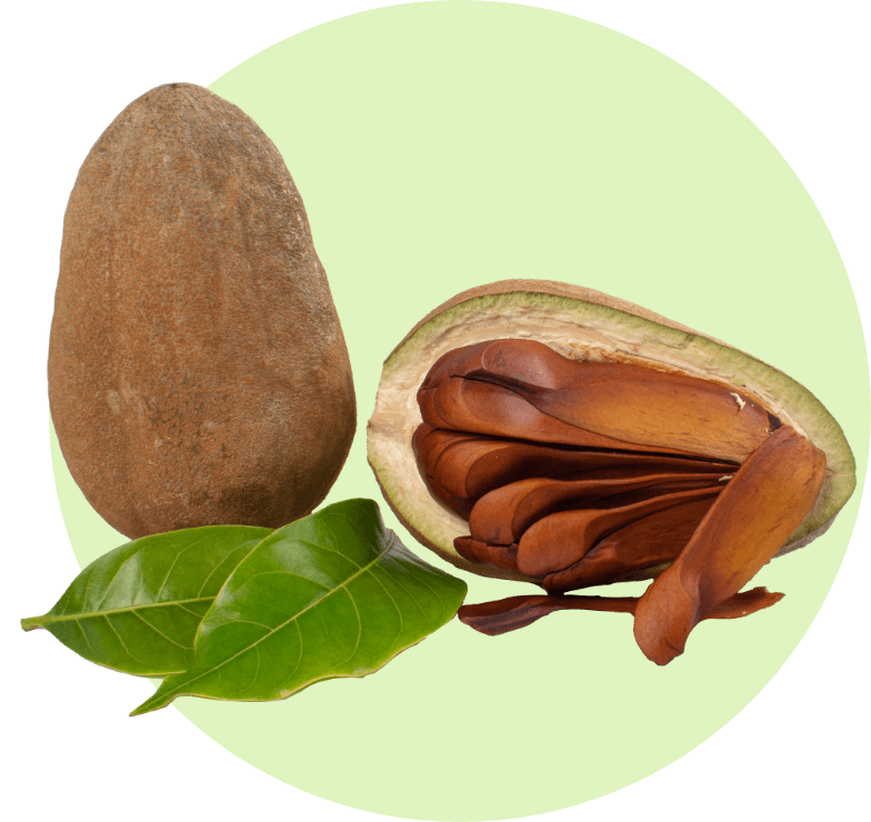 Caoba--tree-2.jpg
