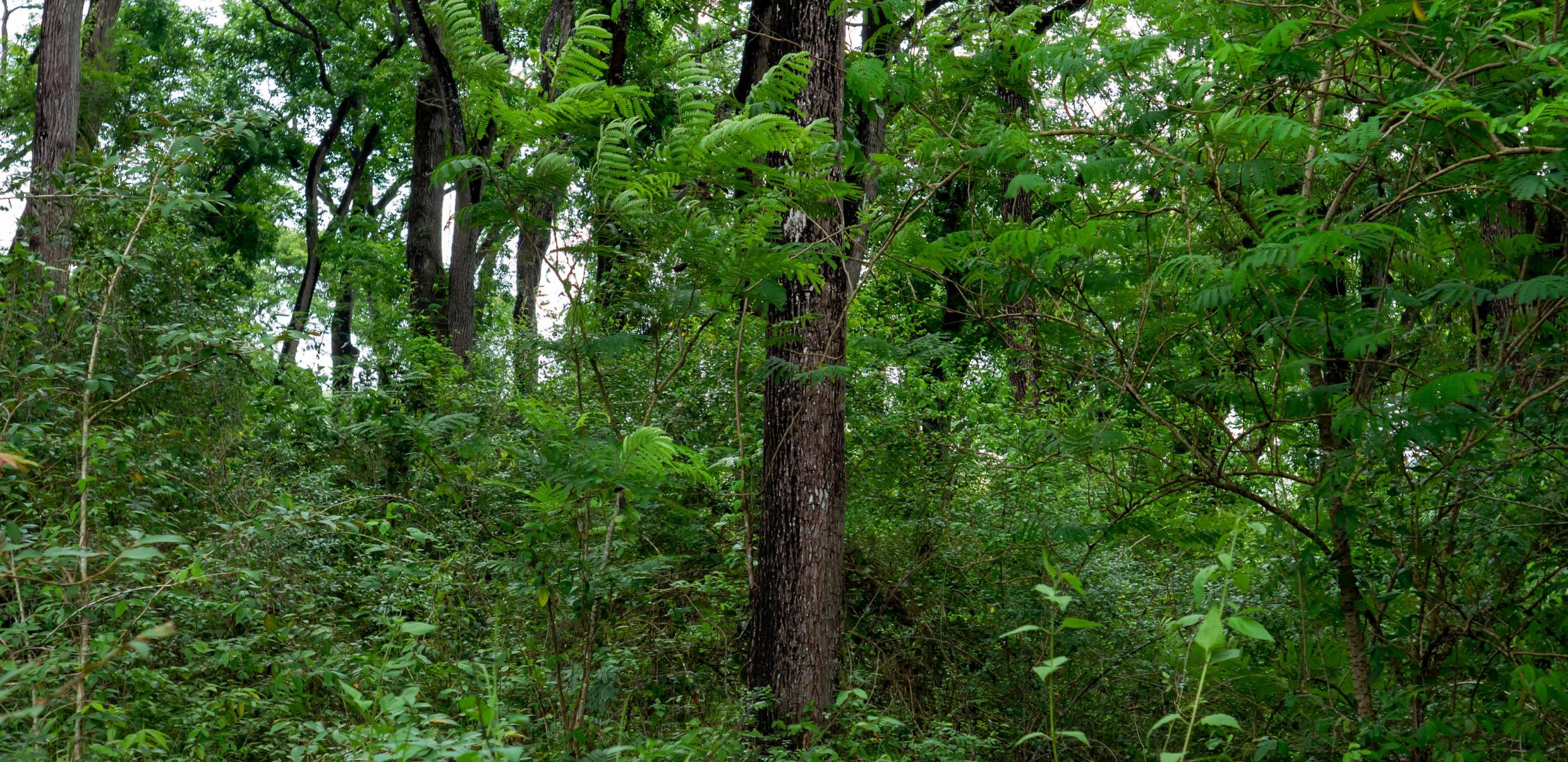 Caoba--tree-2.jpg