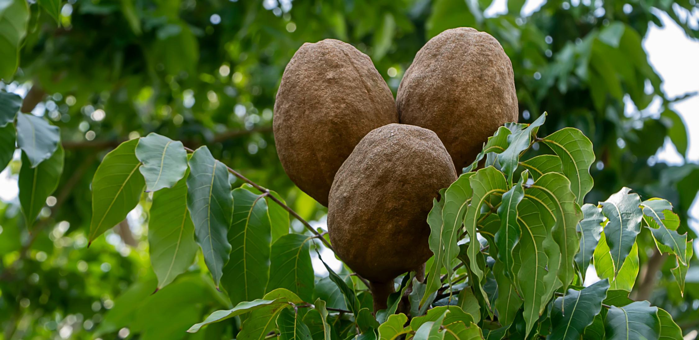 Caoba--tree-2.jpg