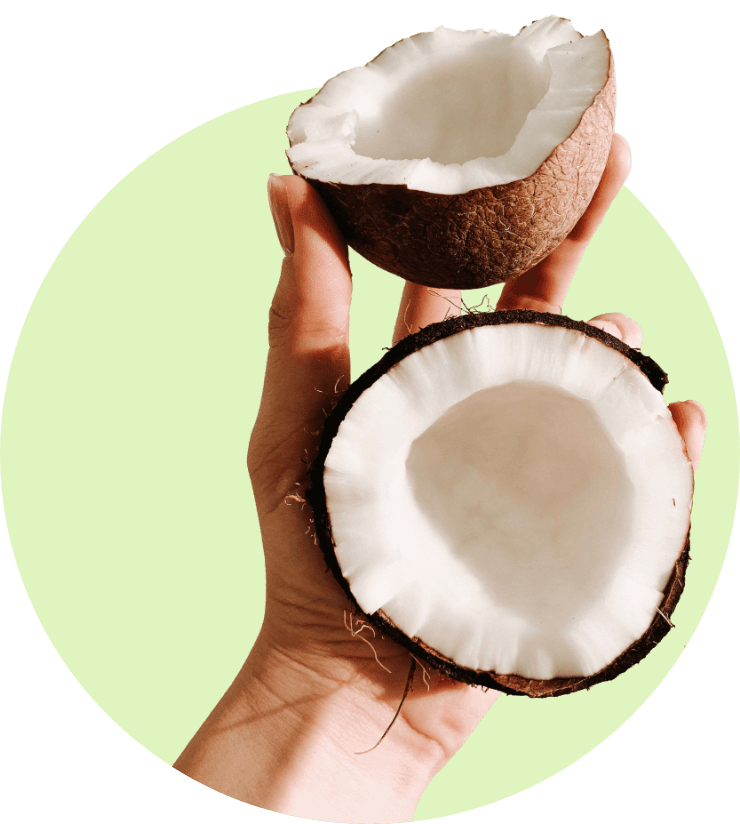 Coconut-tree-1.jpg