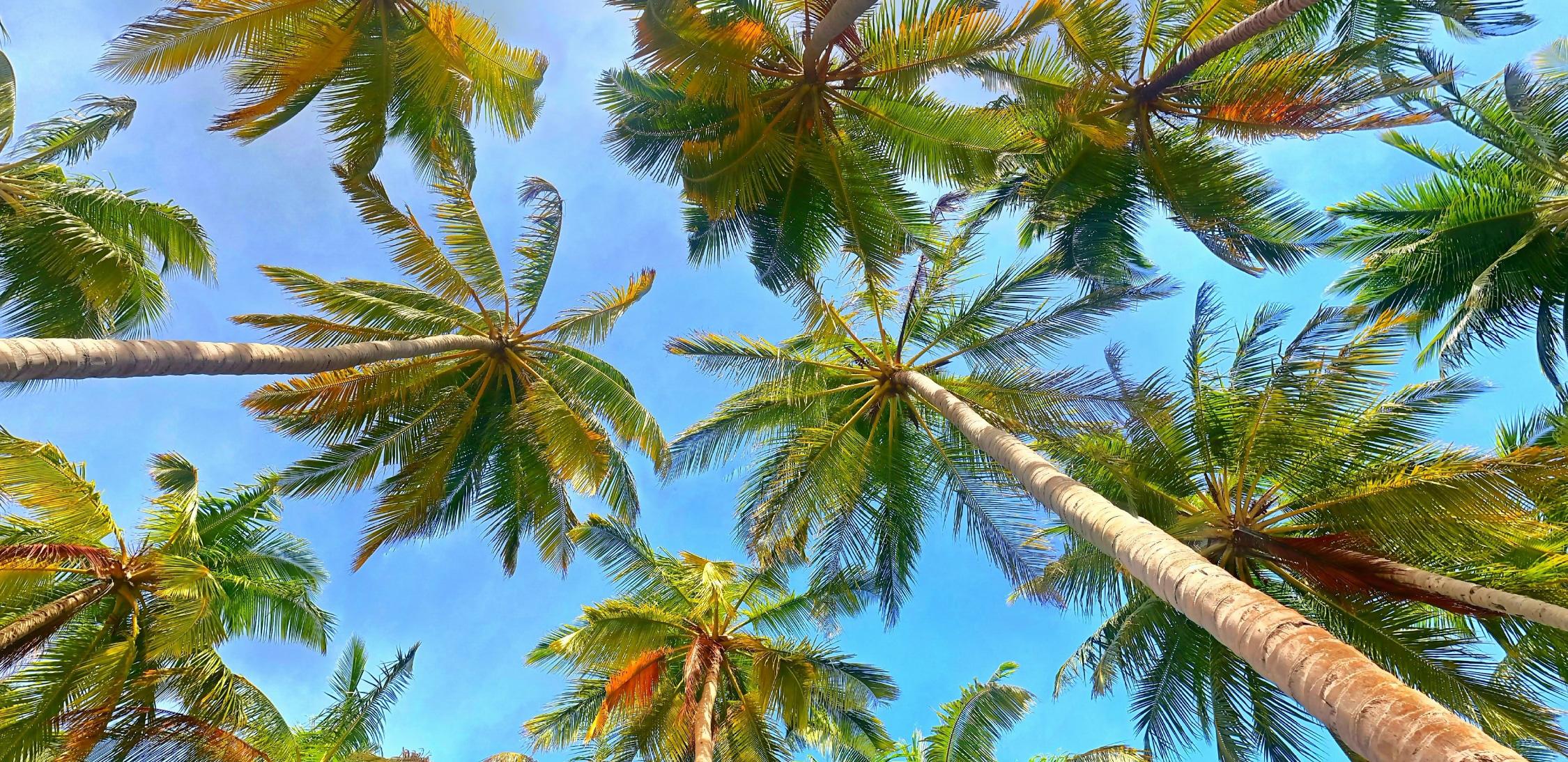 Coconut-tree-1.jpg