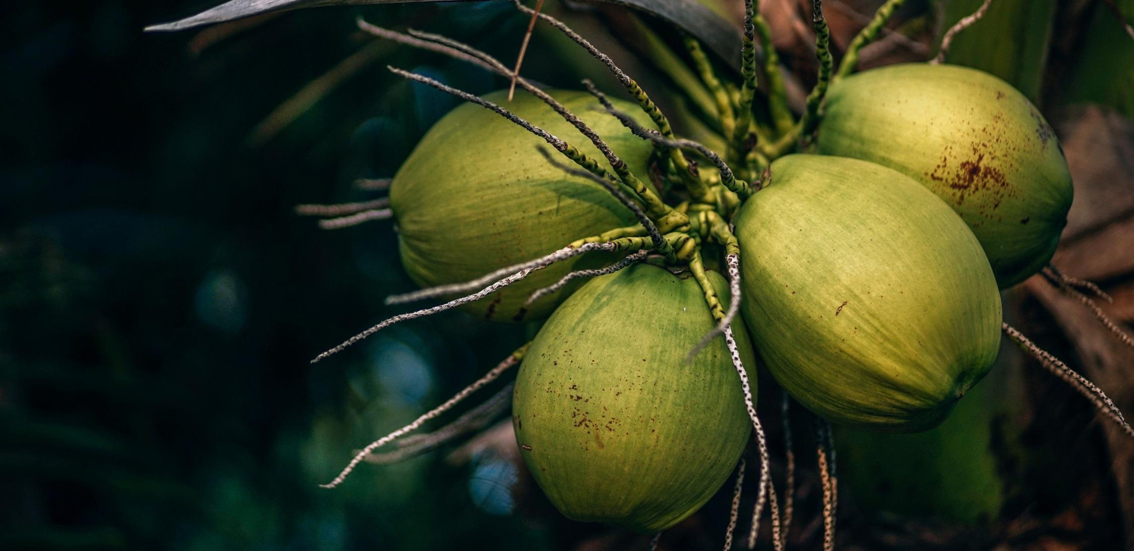 Coconut-tree-1.jpg