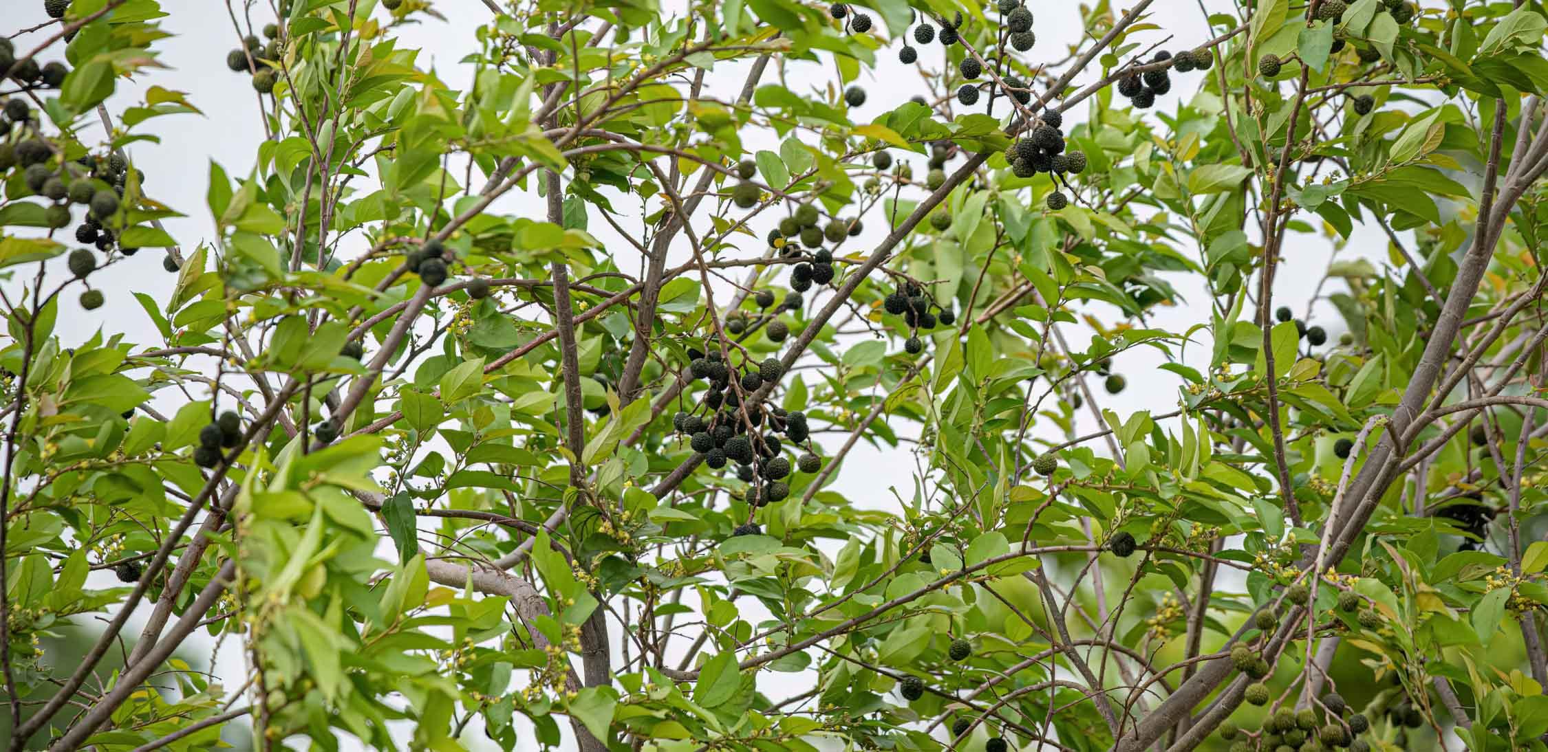 Copaiba.jpg