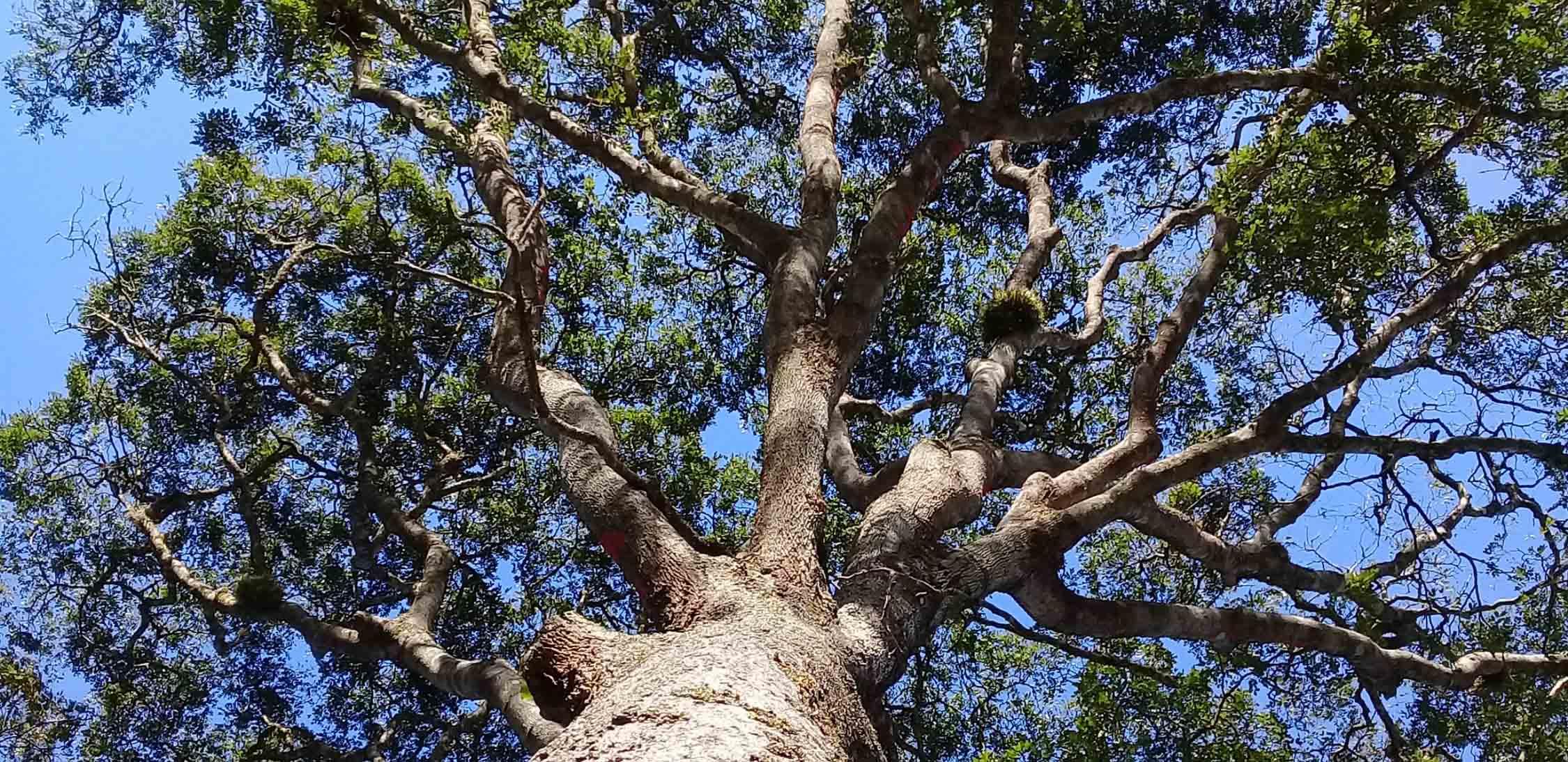 Copaiba.jpg