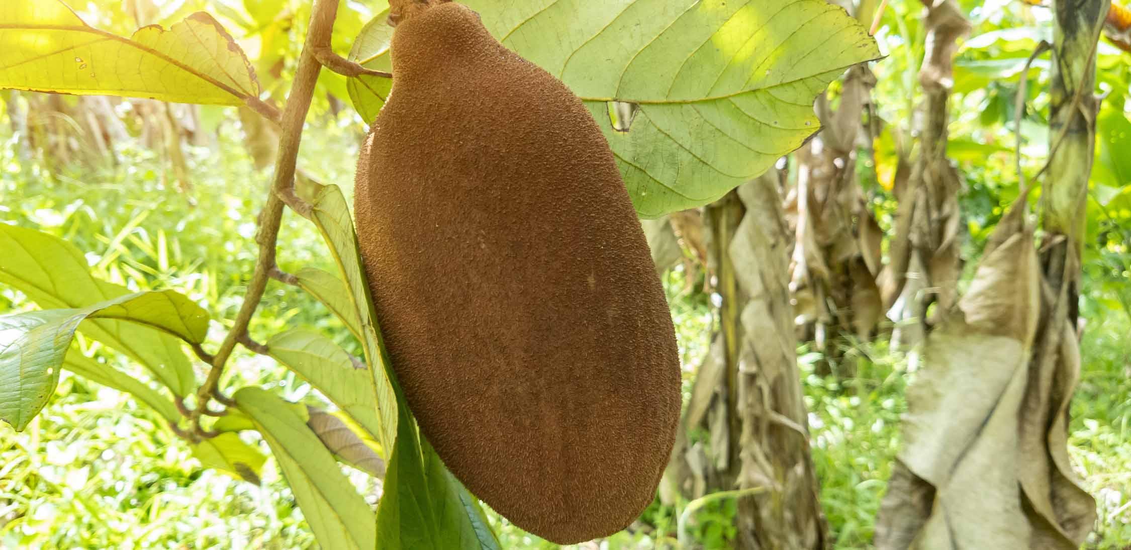 Cupuassu-1.jpg