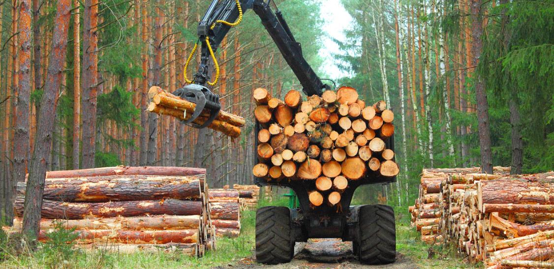 Deforestation Consequences and Solutions