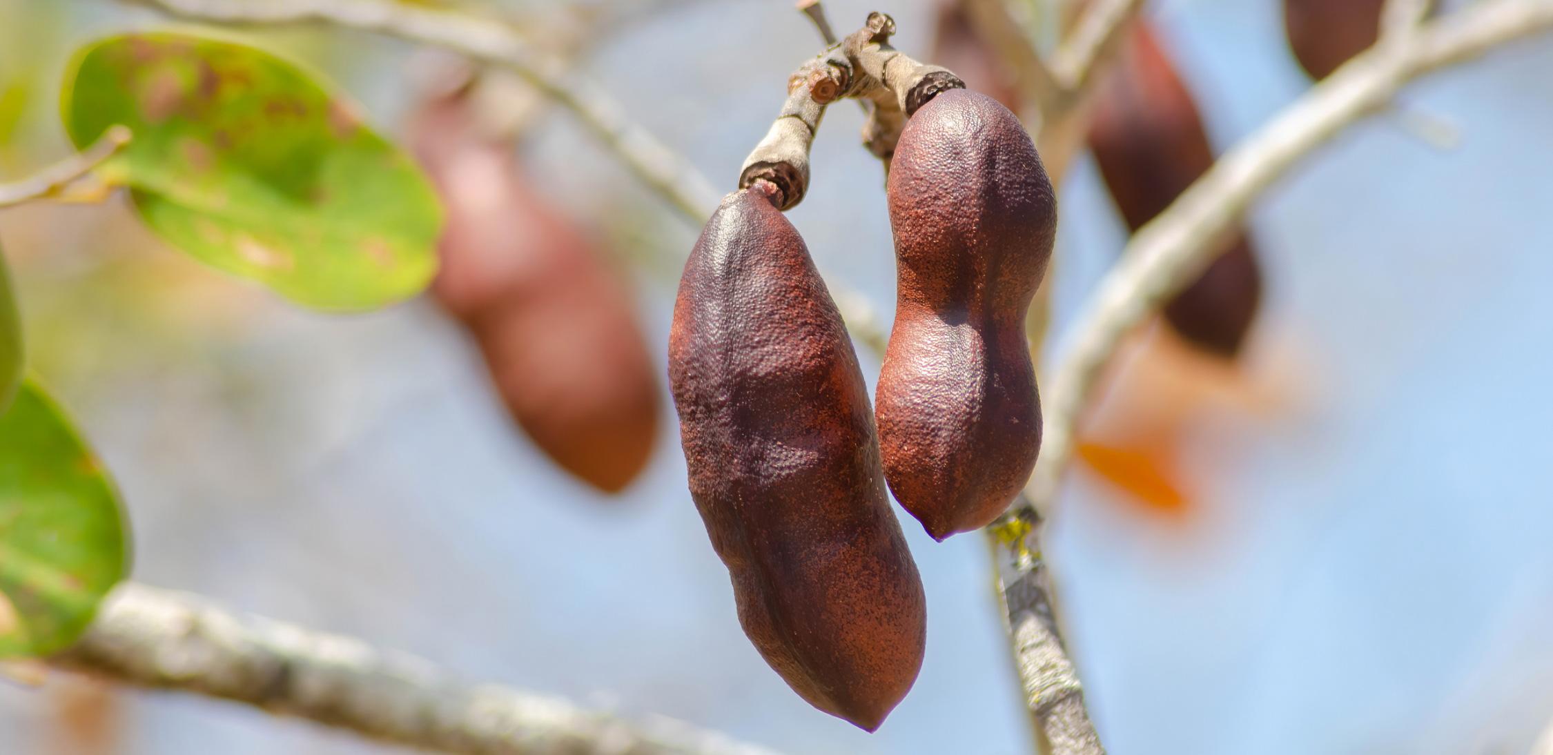 Jatoba-tree-1.jpg