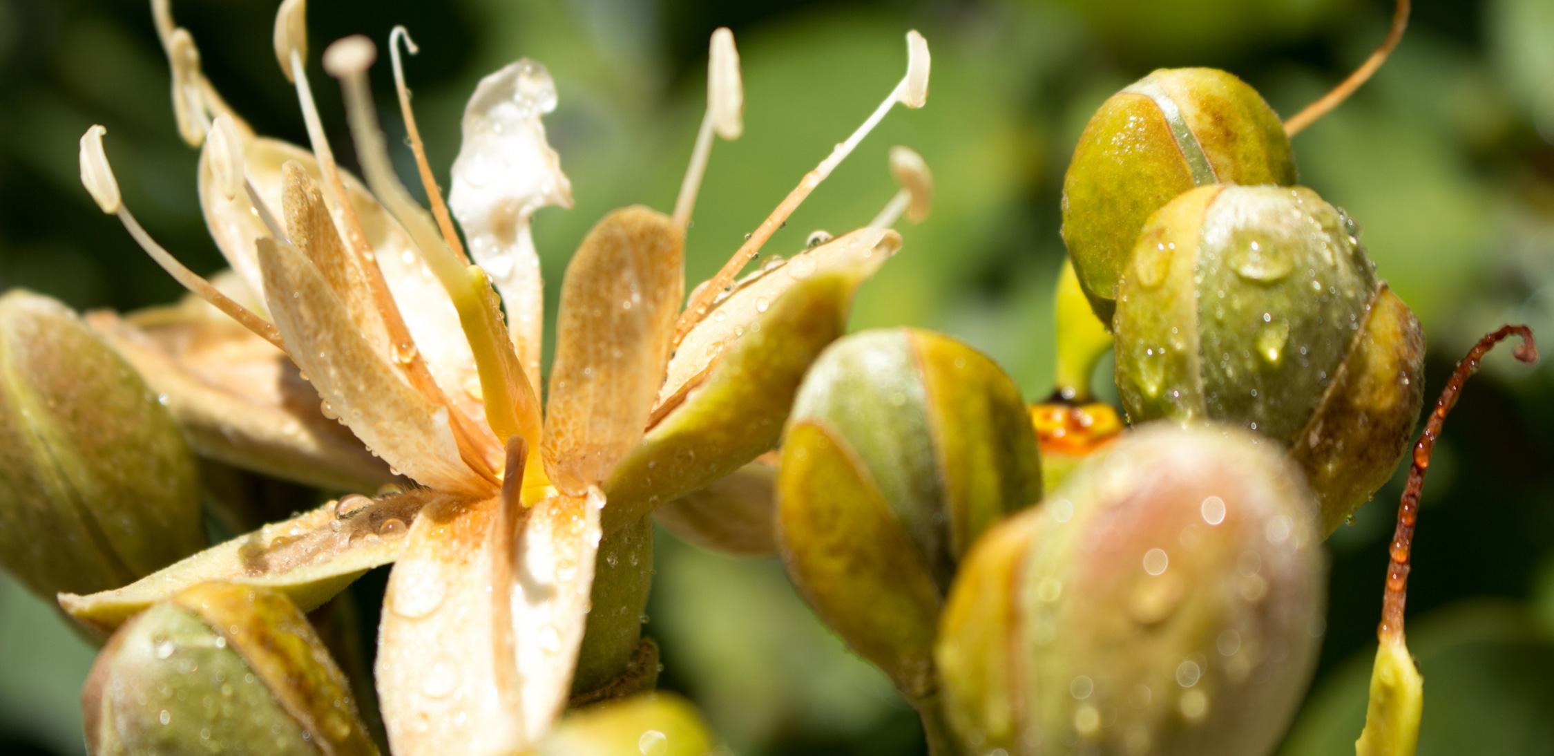 Jatoba-tree-1.jpg