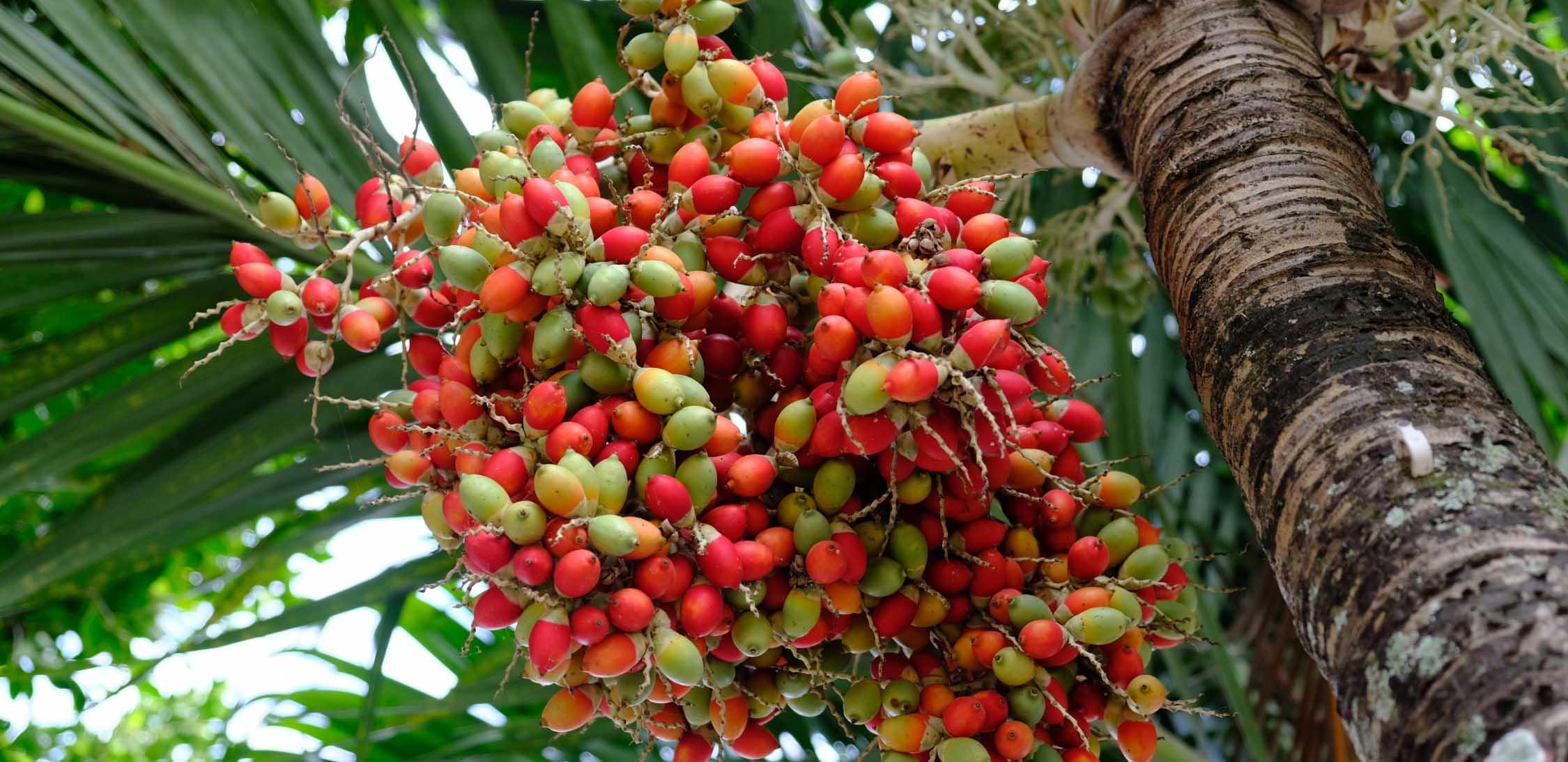 Peach palm-1.jpg