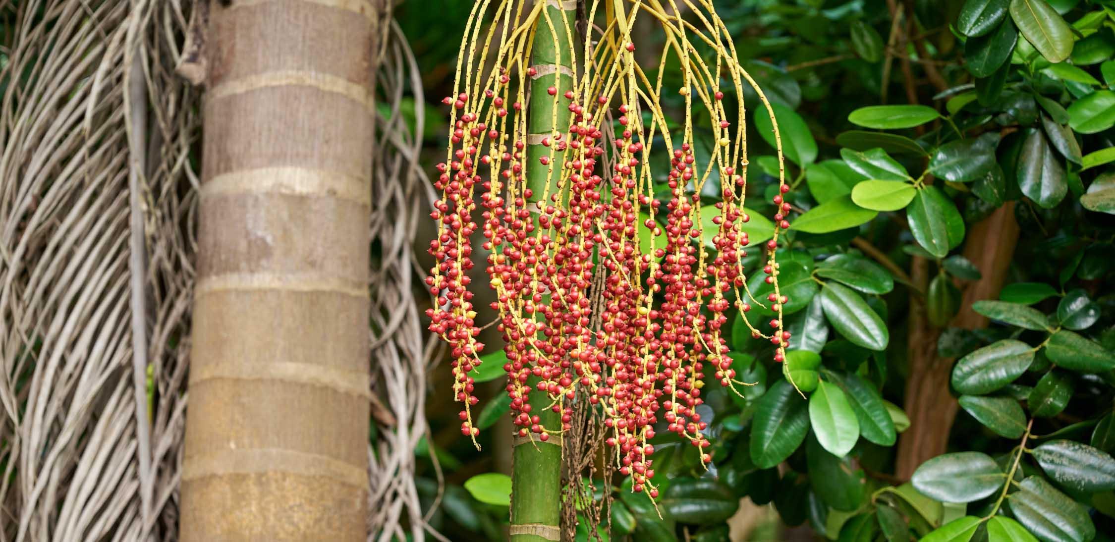 Peach palm-1.jpg