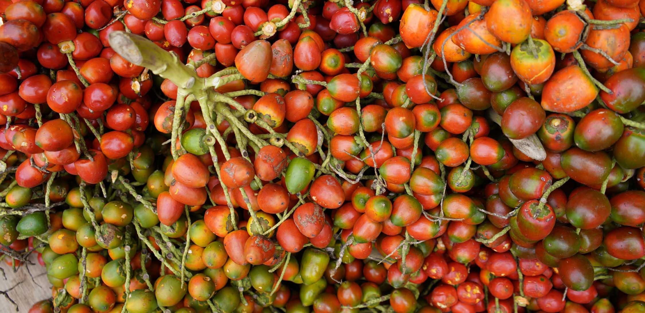 Peach palm-1.jpg