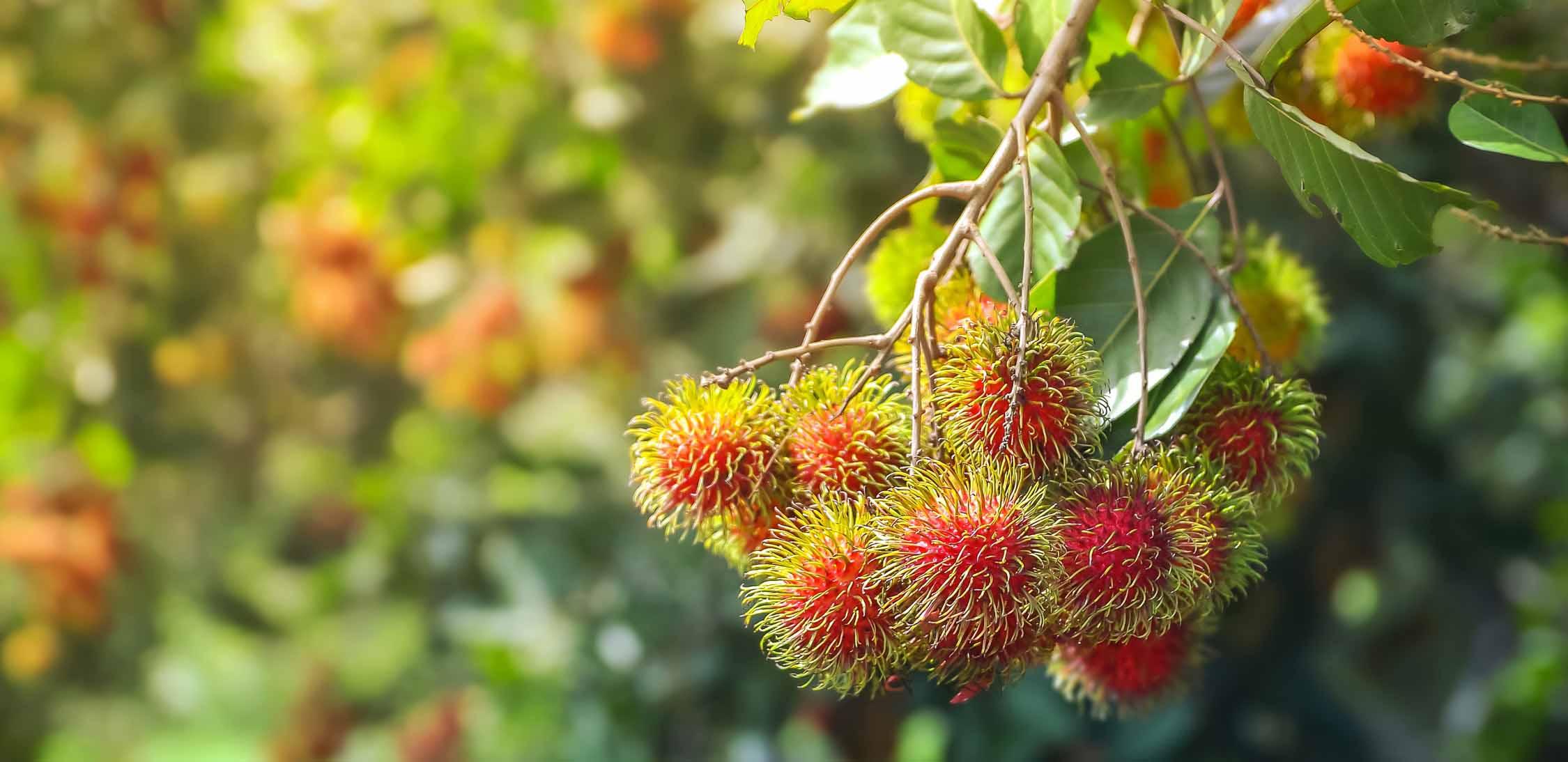 Rambutan.jpg