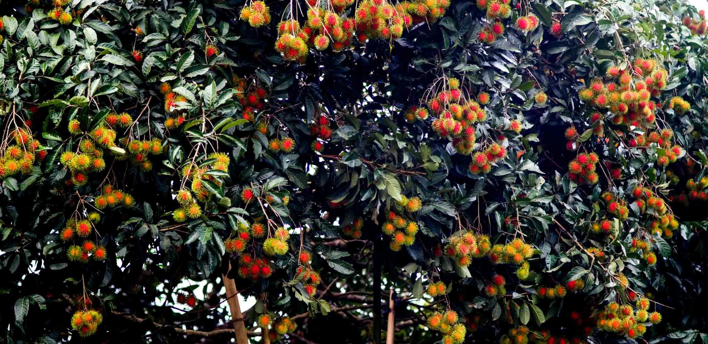 Rambutan.jpg