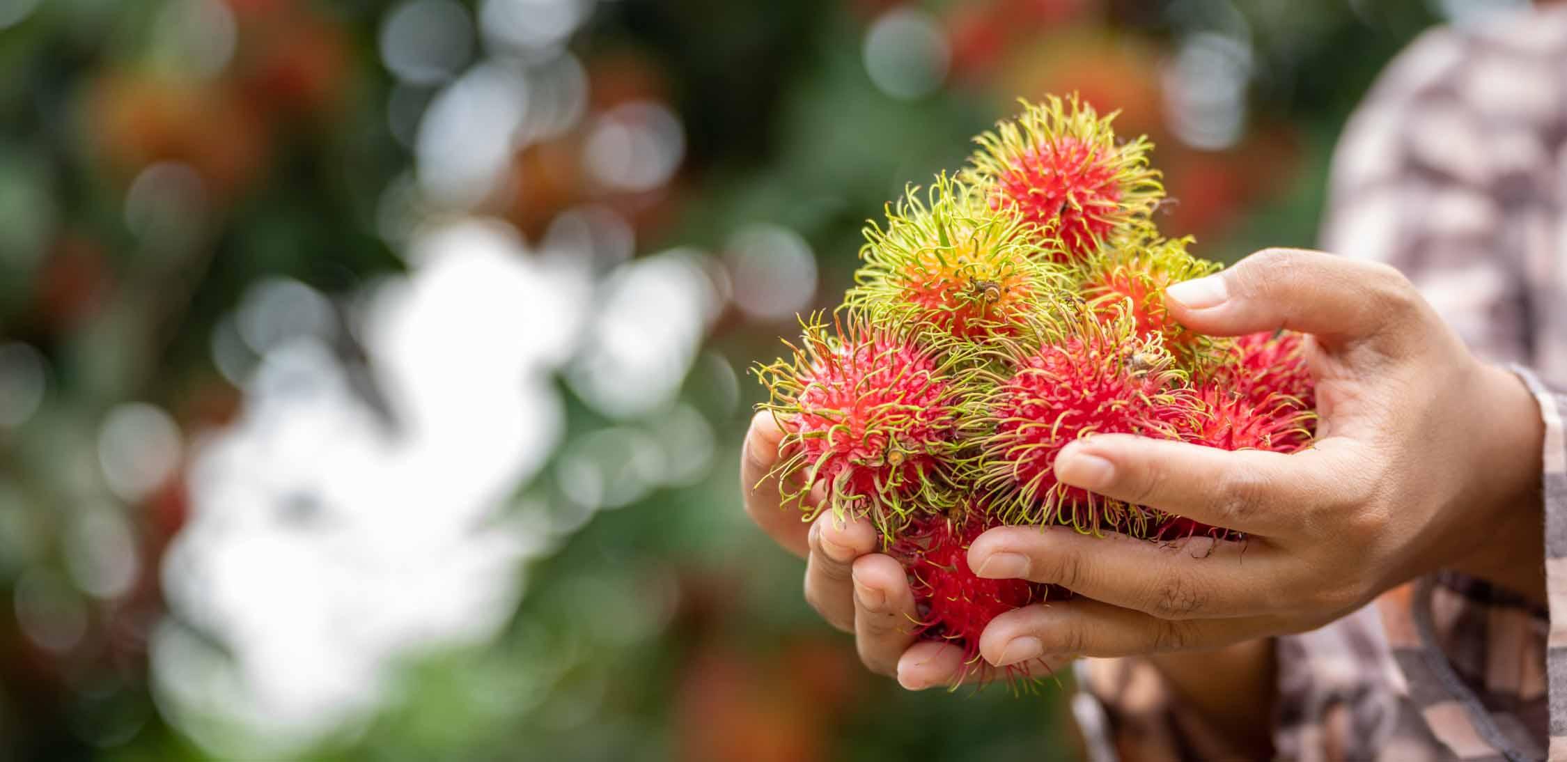 Rambutan.jpg