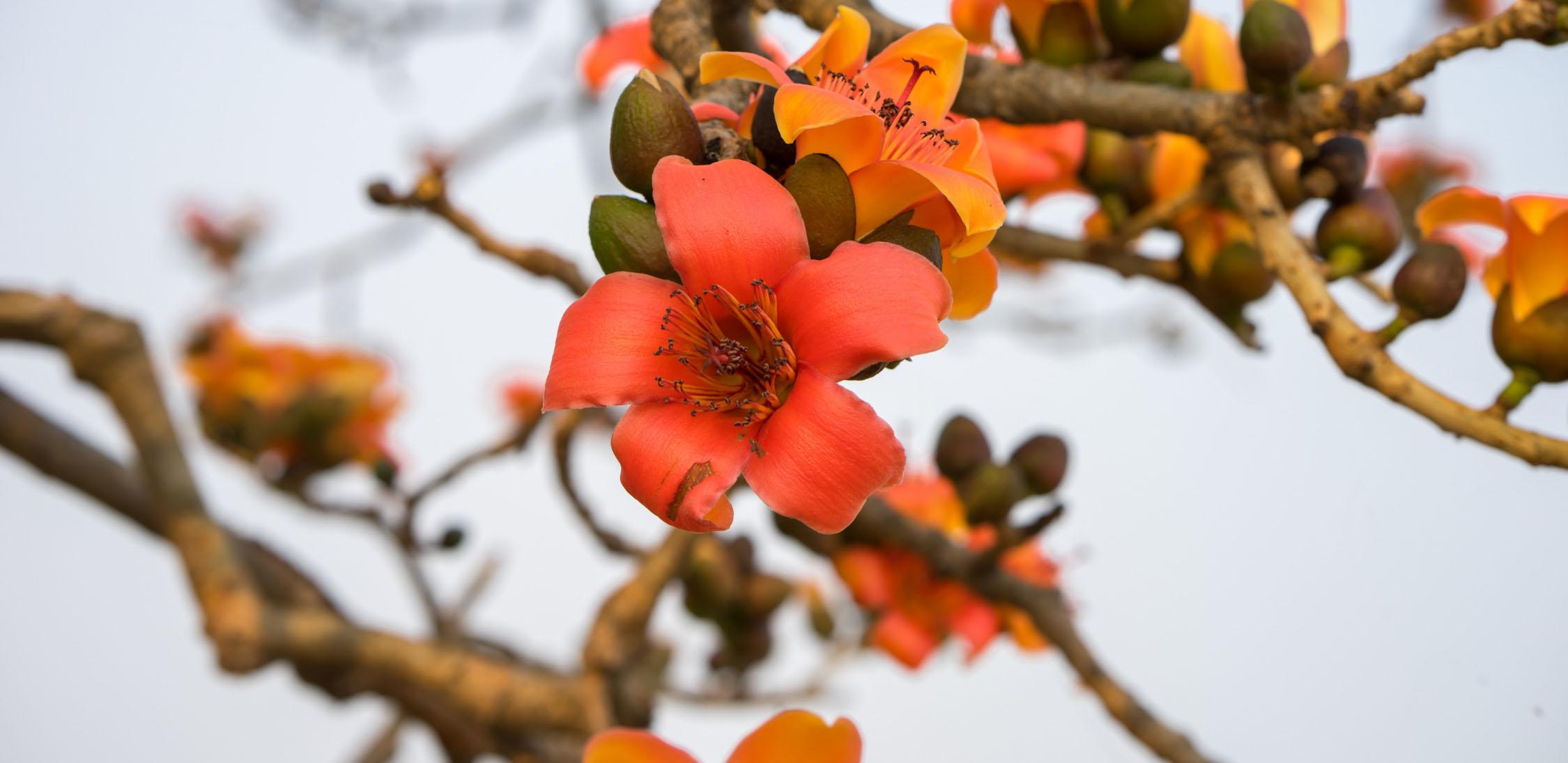 Red Ceiba-1.jpg