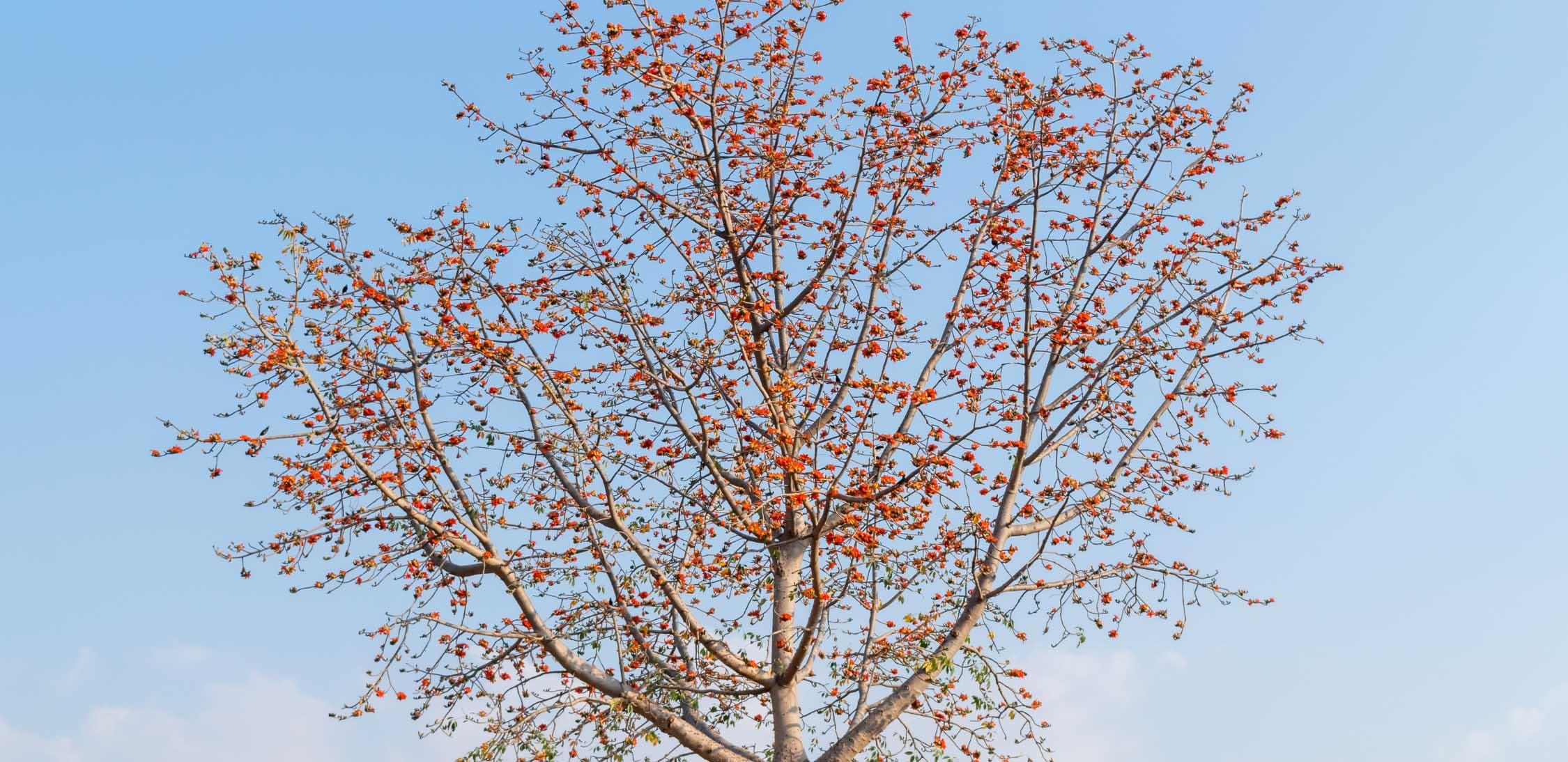 Red Ceiba-1.jpg