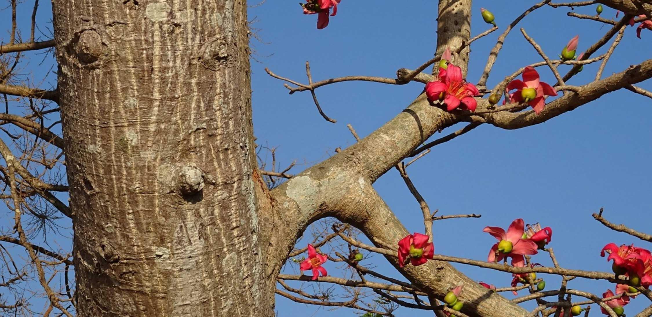 Red Ceiba-1.jpg