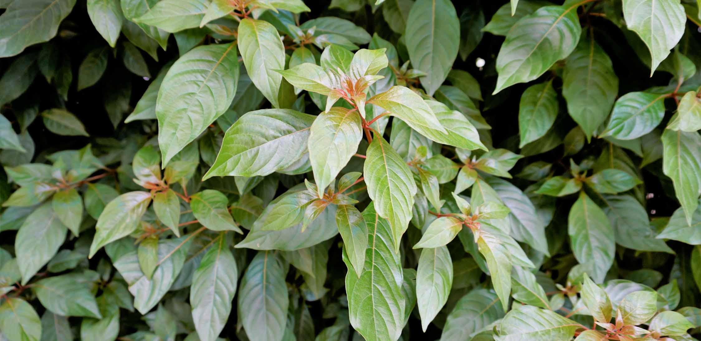 Scarlet bush-1.jpg