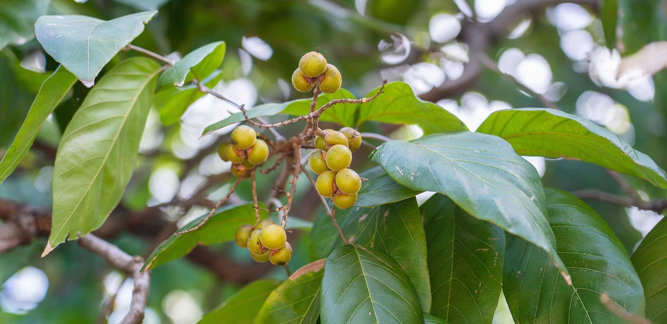 Soapberry.jpg