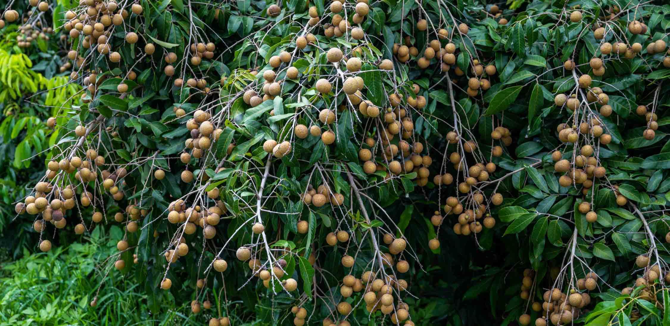 Soapberry.jpg