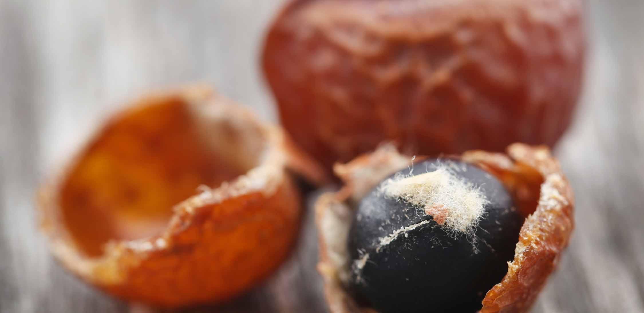 Soapberry.jpg