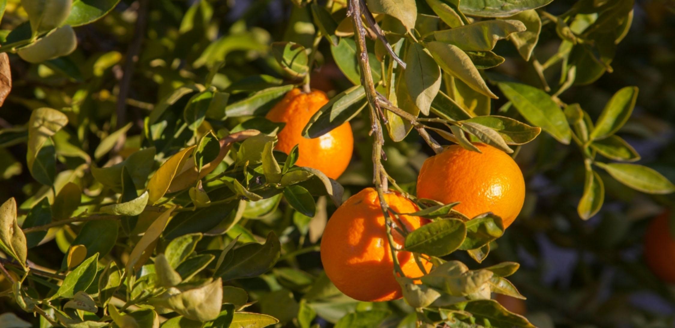 Sour Orange-4.jpg