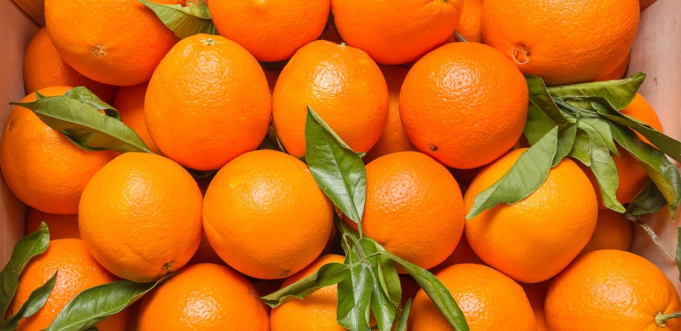 Sour Orange-4.jpg