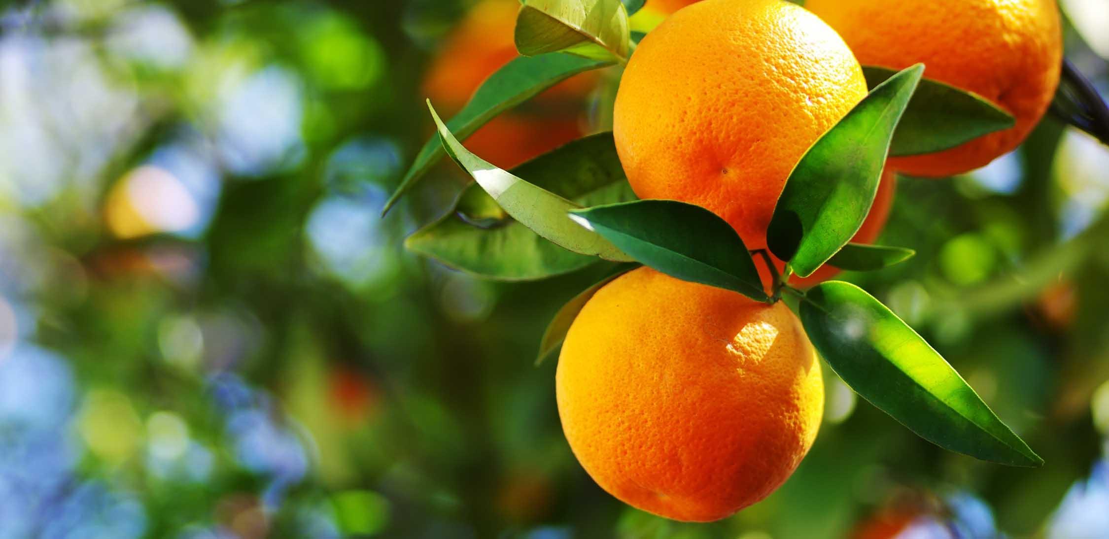 Sour Orange-4.jpg