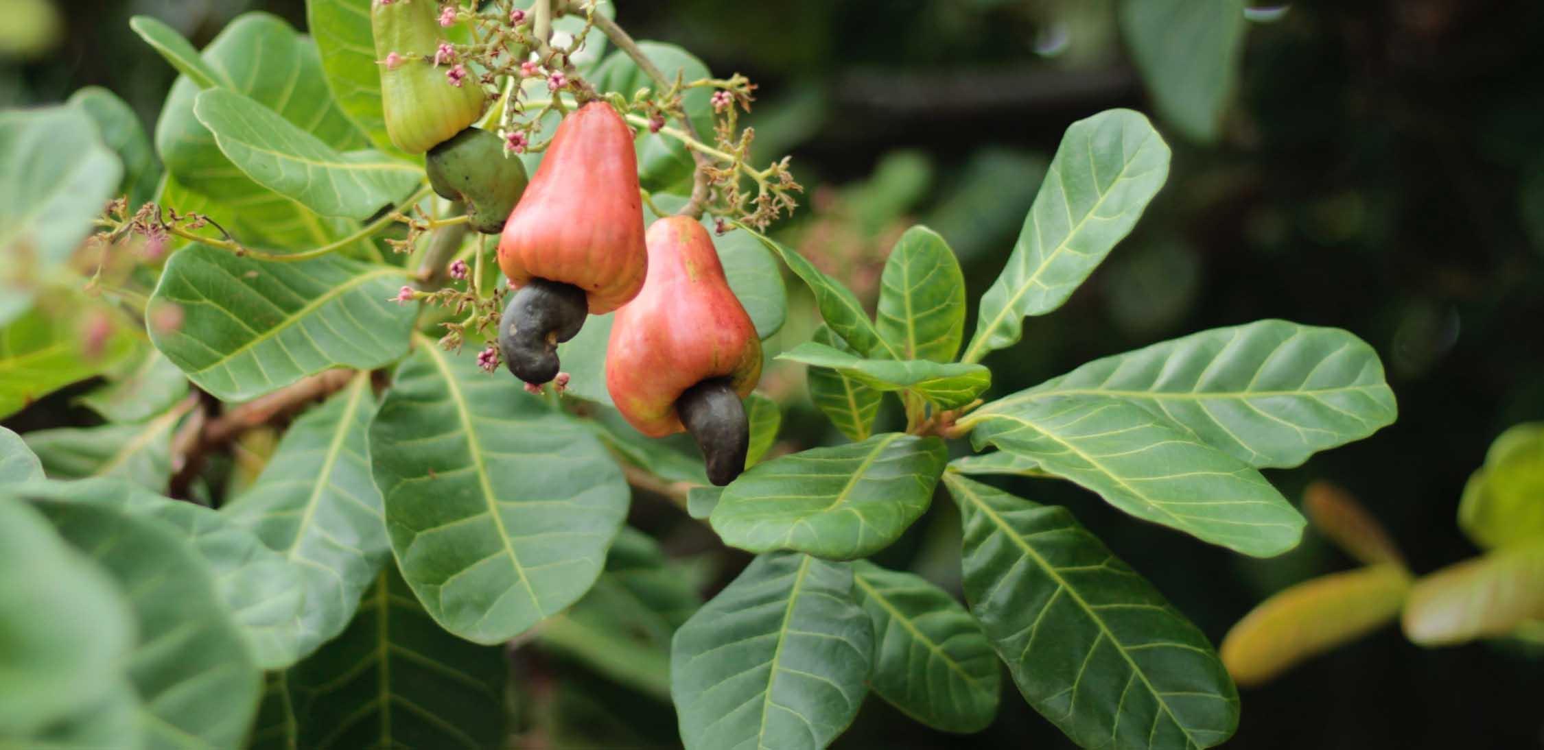 Wild cashew-2.jpg