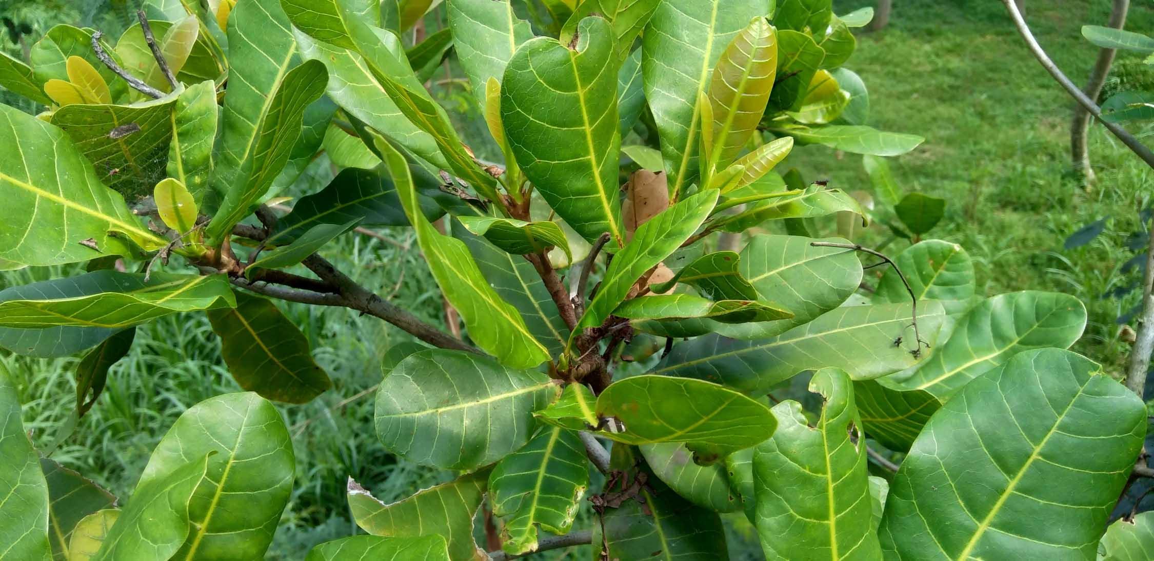 Wild cashew-2.jpg