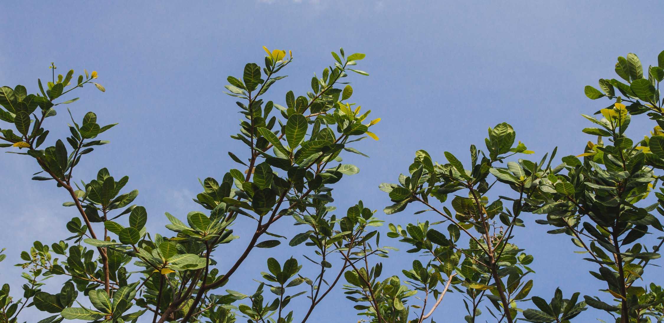 Wild cashew-2.jpg