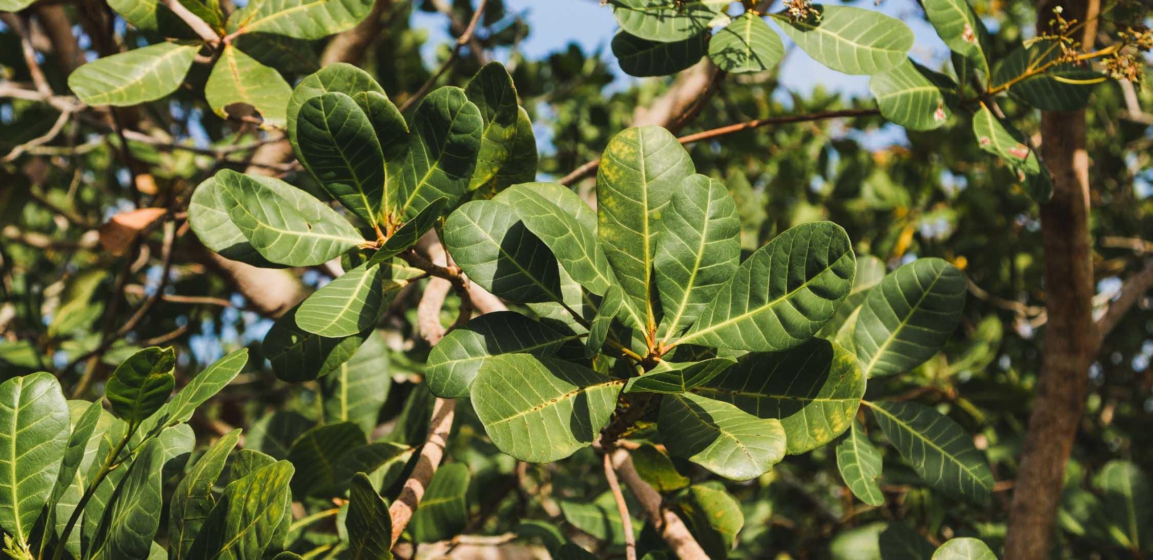 Wild cashew-2.jpg