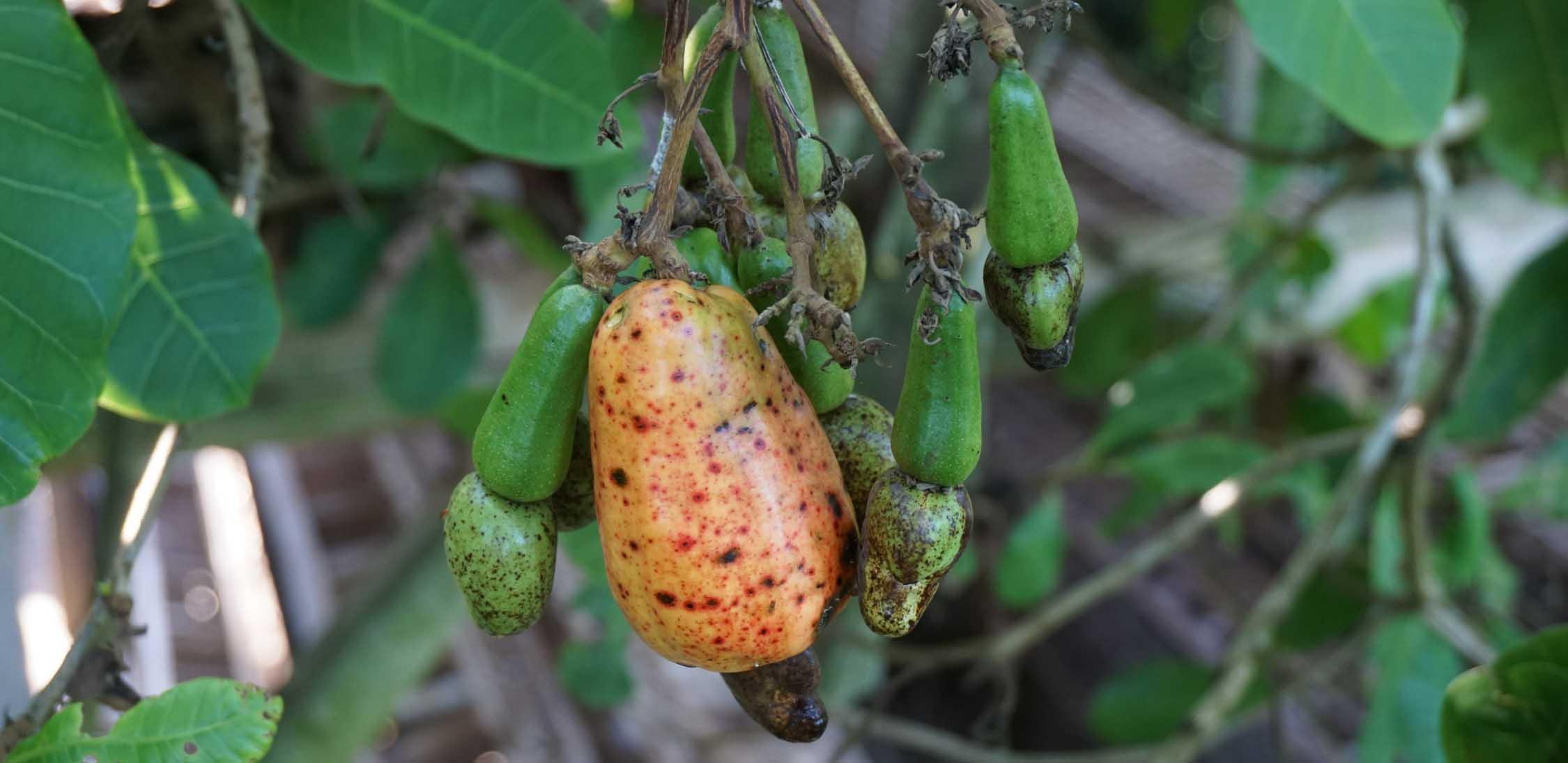 Wild cashew-2.jpg