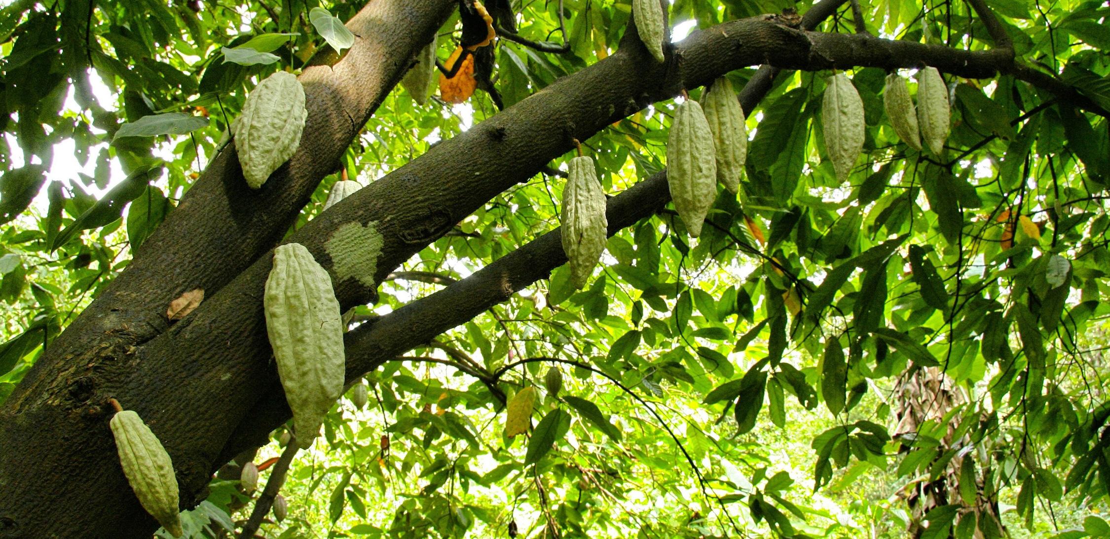 cacao-tree-1.jpg