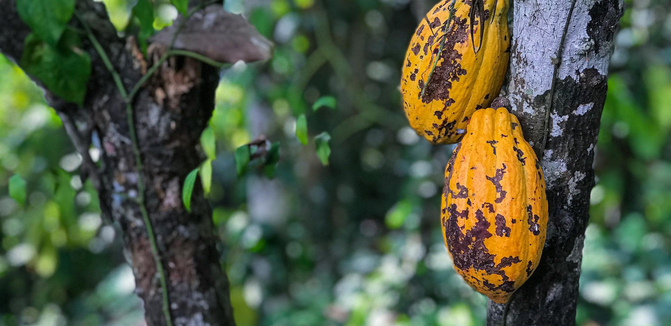 cacao-tree-1.jpg