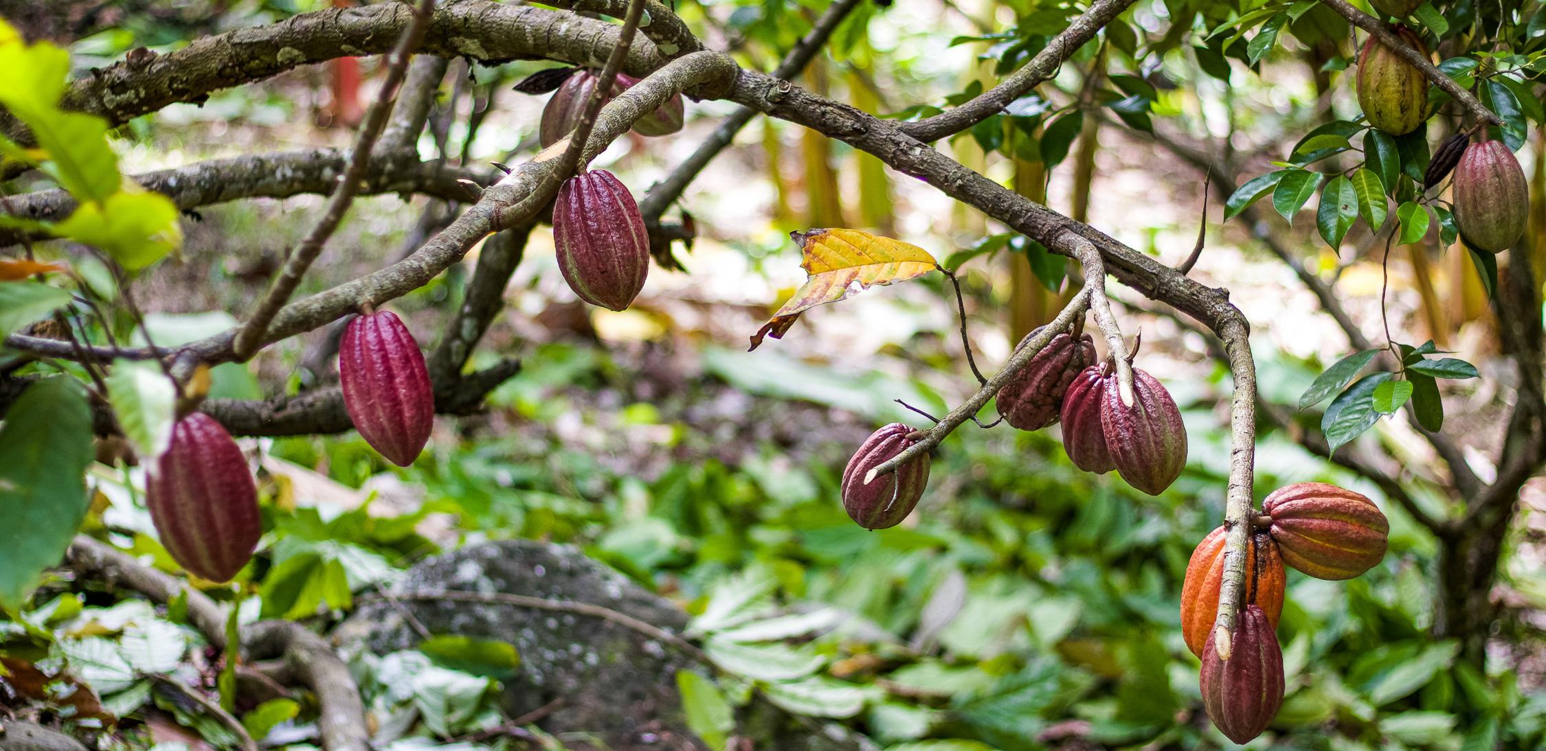 cacao-tree-1.jpg