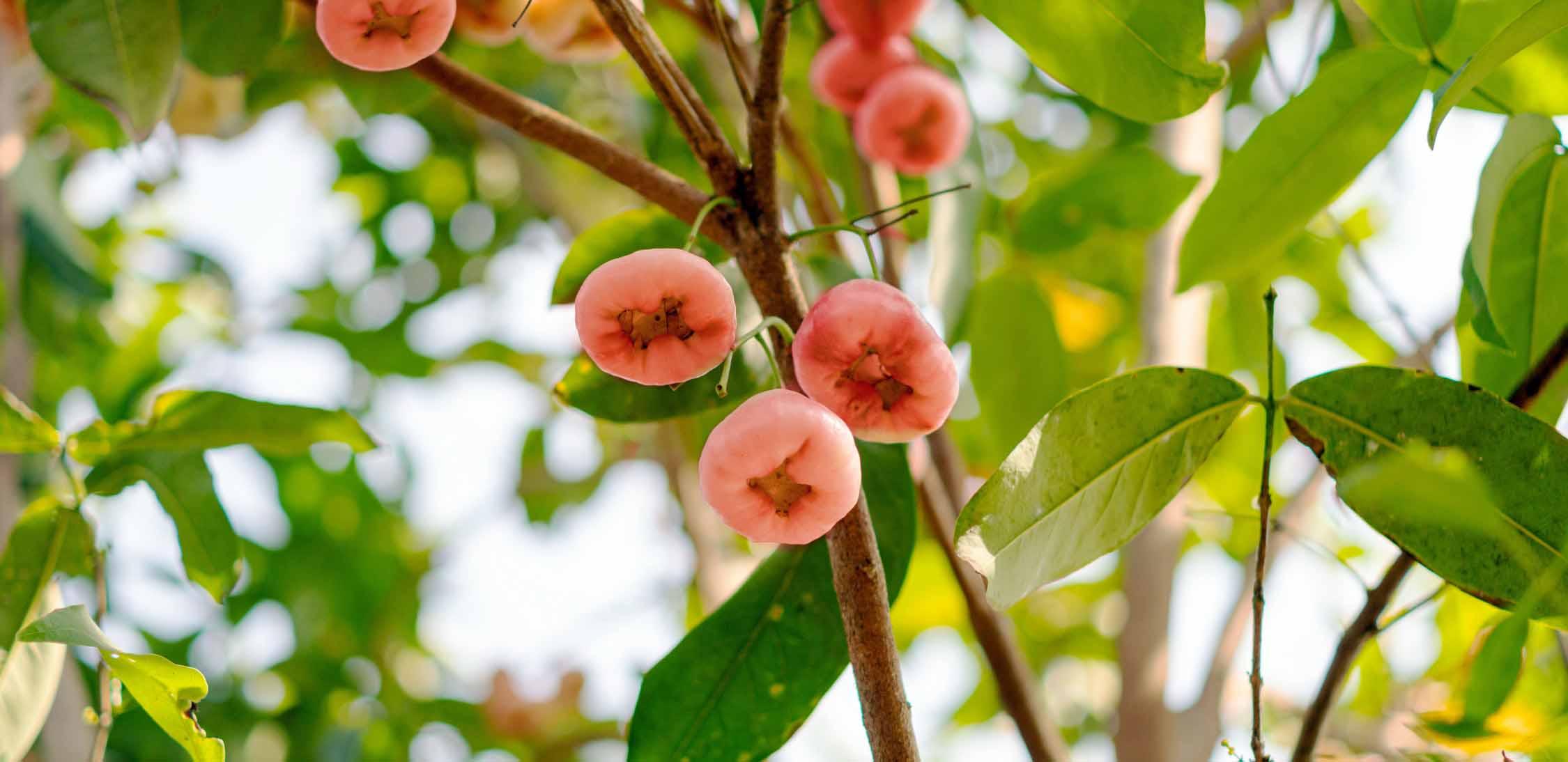 rose apple.jpg