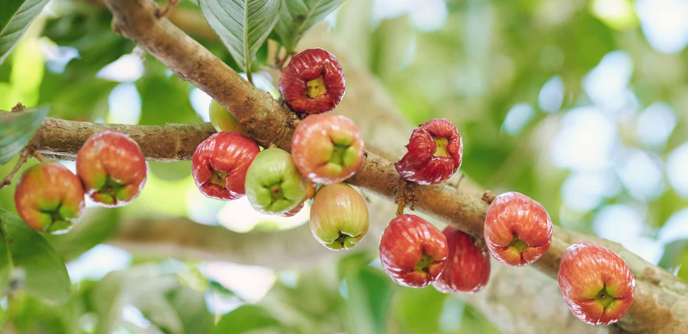 rose apple.jpg