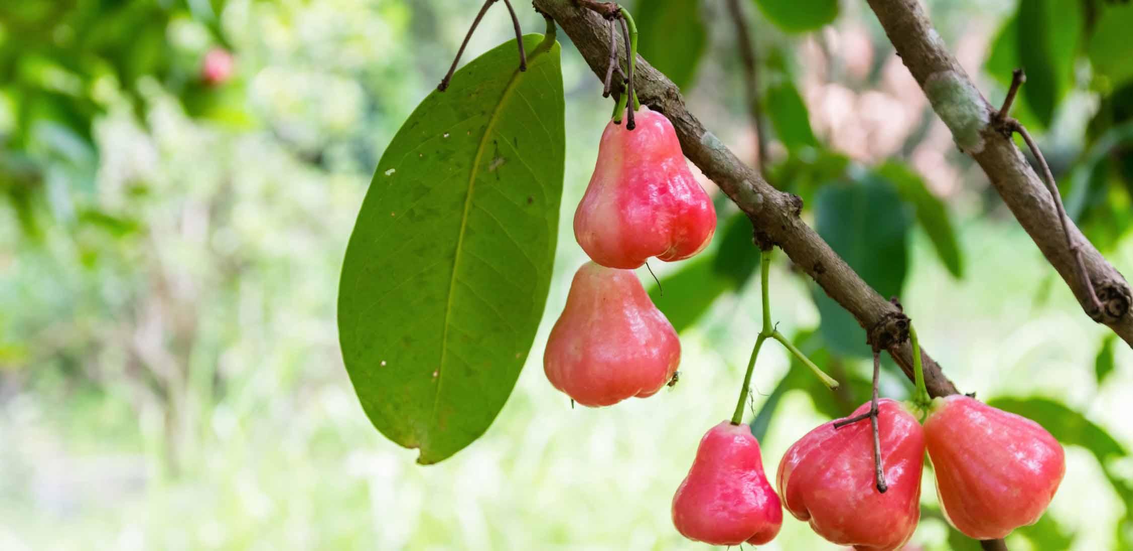 rose apple.jpg
