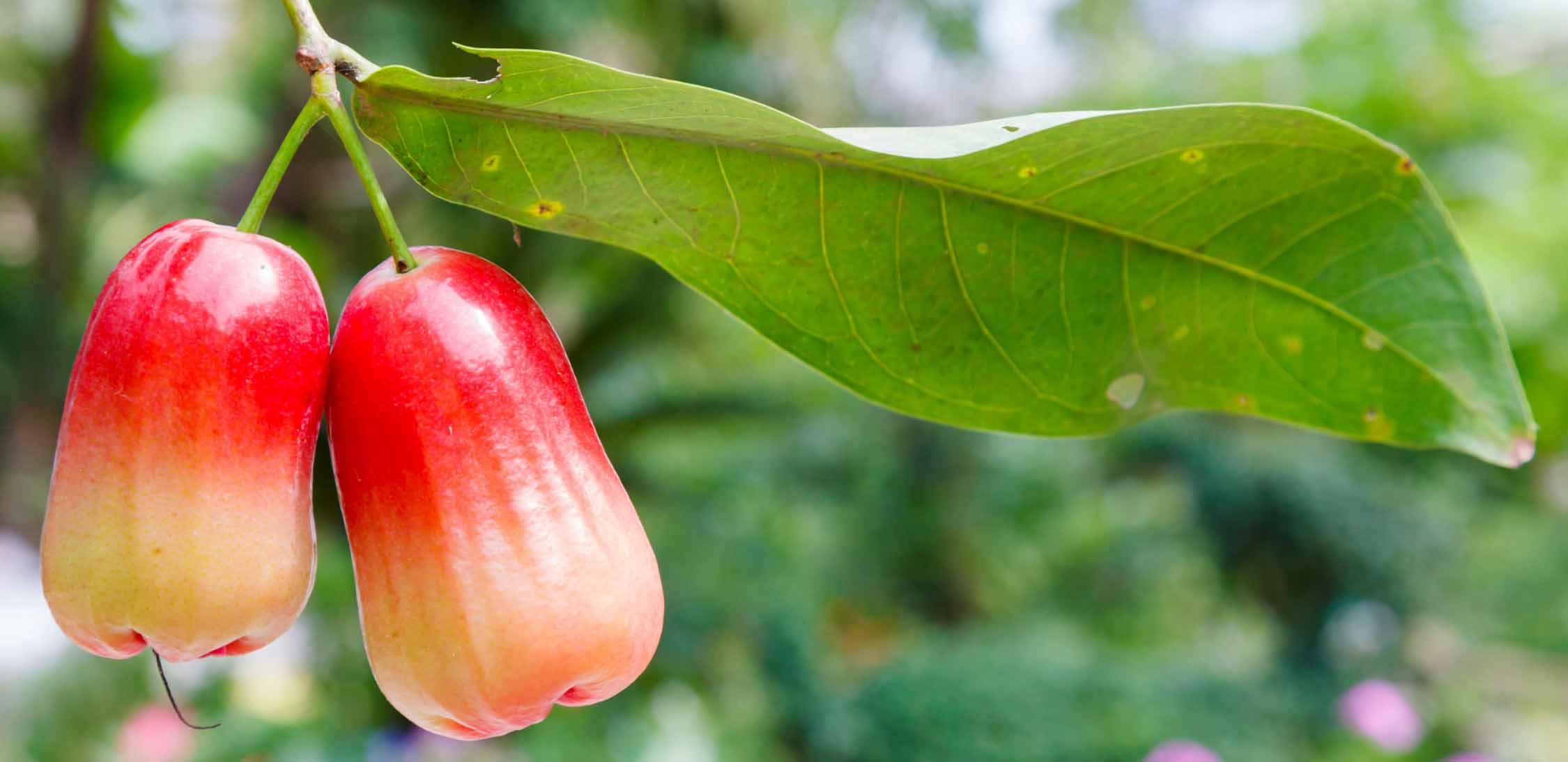 rose apple.jpg