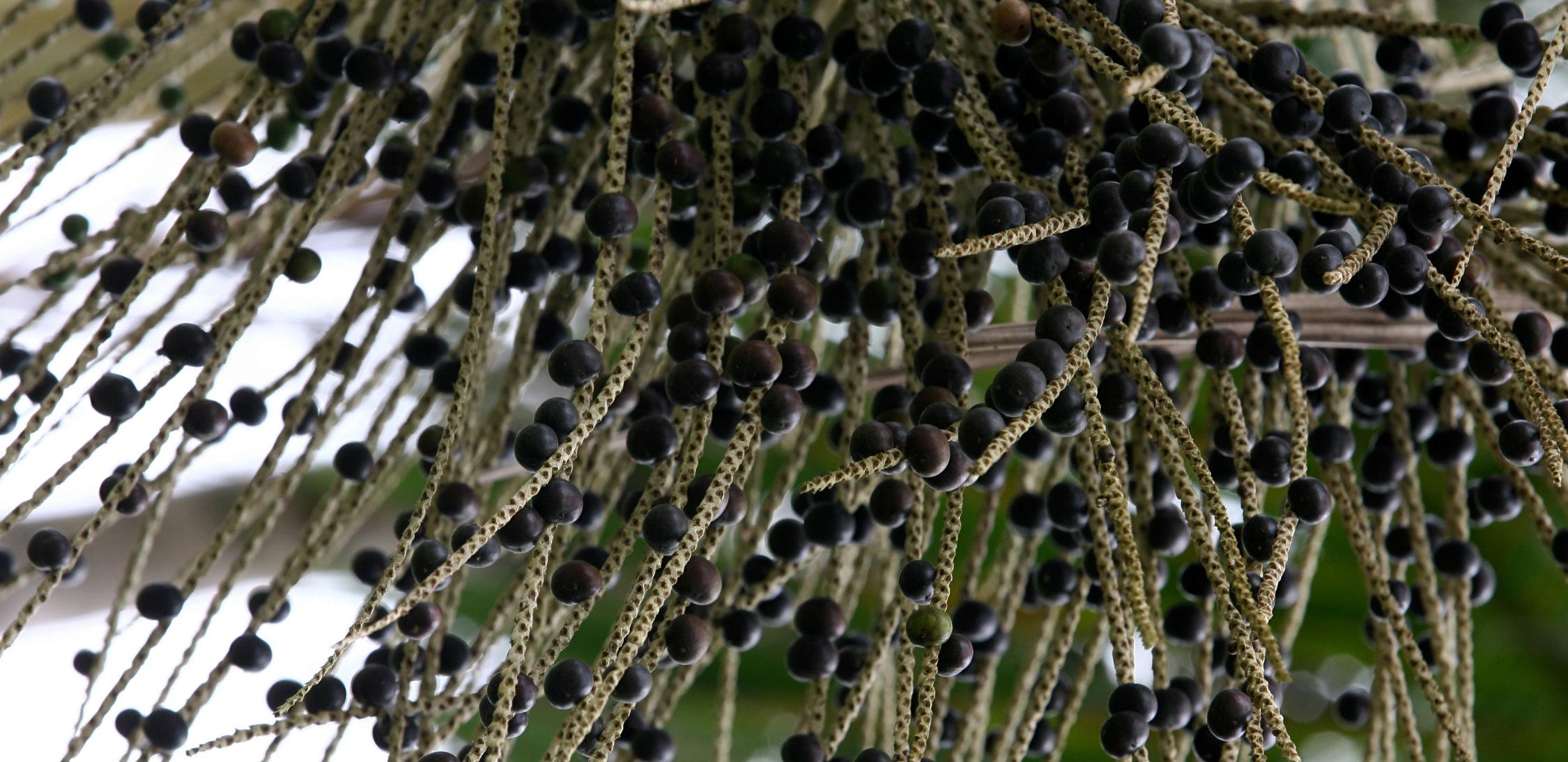 Assaí-tree-2.jpg